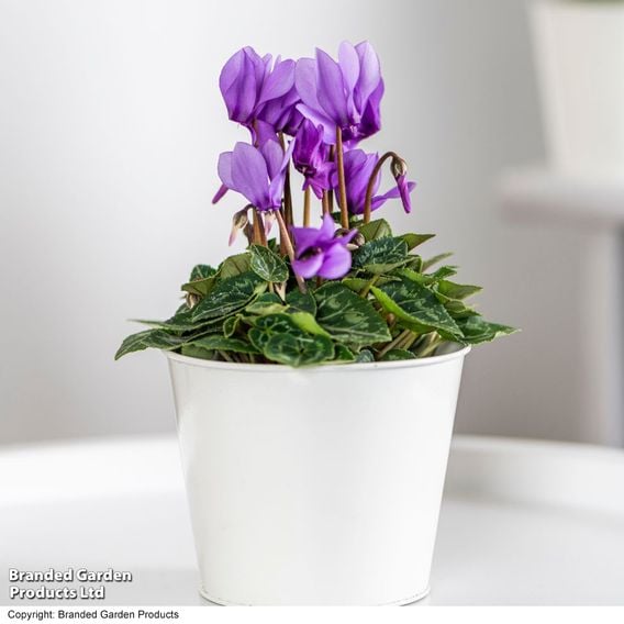 Cyclamen persicum 'Dragon Blue'