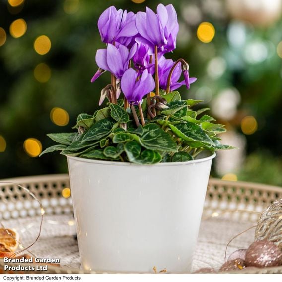 Cyclamen persicum 'Dragon Blue'