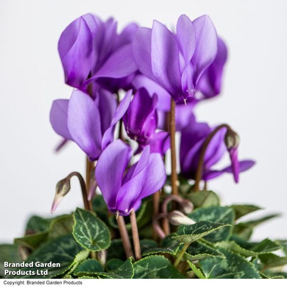 Cyclamen persicum 'Dragon Blue'