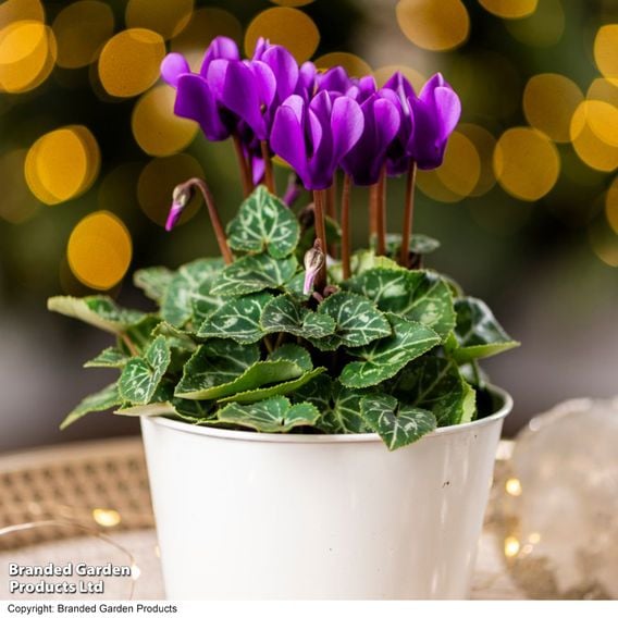 Cyclamen persicum 'Dragon Deep Blue'