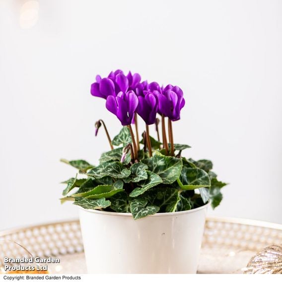 Cyclamen persicum 'Dragon Deep Blue'