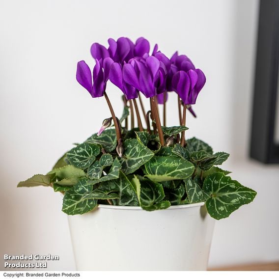 Cyclamen persicum 'Dragon Deep Blue'