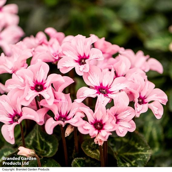 Cyclamen persicum 'Illusia'