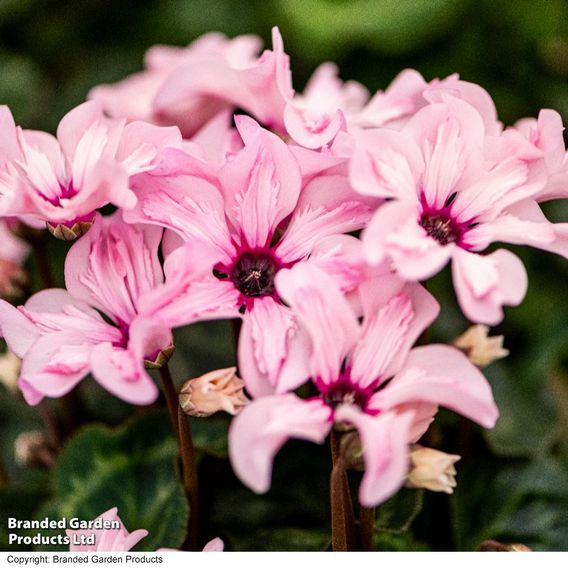 Cyclamen persicum 'Illusia'