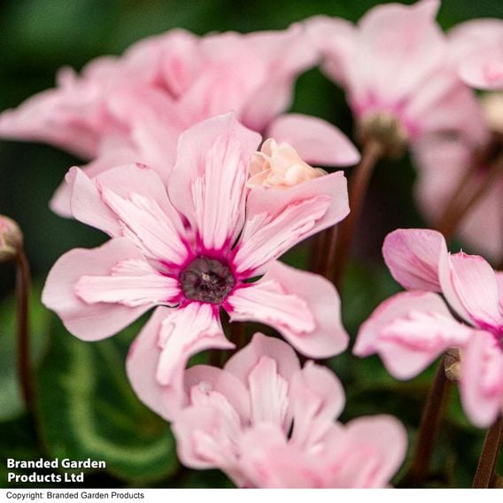 Cyclamen persicum 'Illusia'