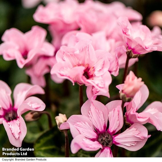 Cyclamen persicum 'Illusia'