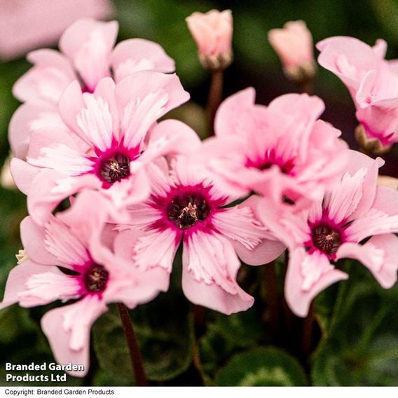 Cyclamen persicum 'Illusia'