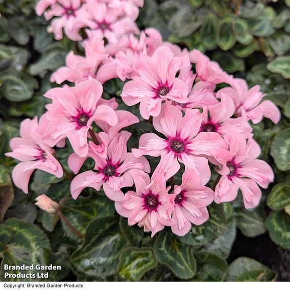 Cyclamen persicum 'Illusia'