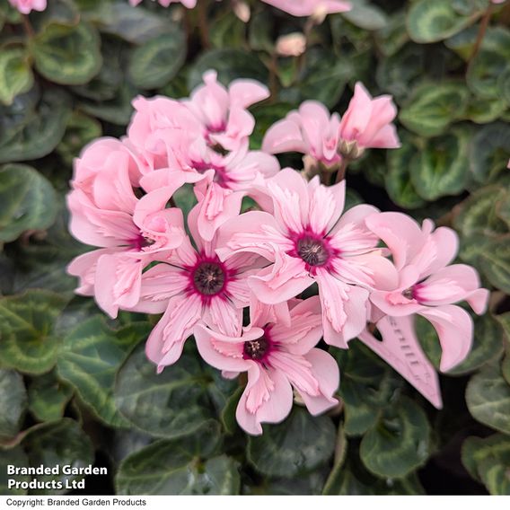 Cyclamen persicum 'Illusia'
