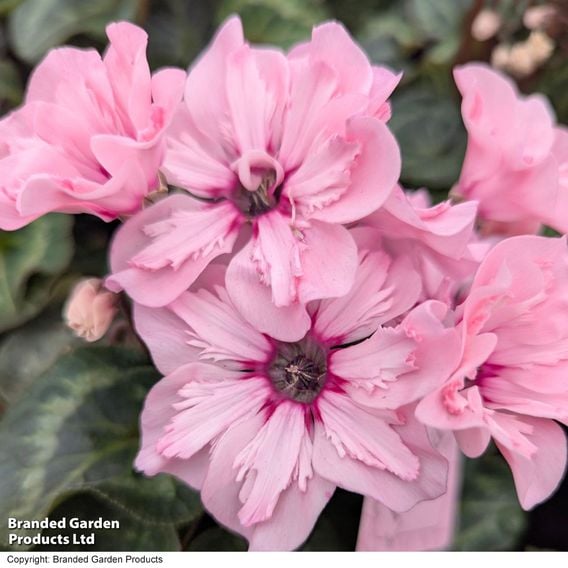 Cyclamen persicum 'Illusia'