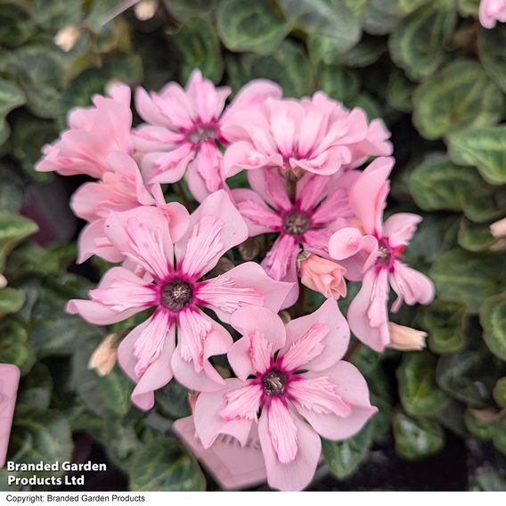 Cyclamen persicum 'Illusia'