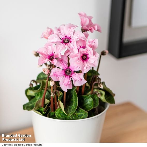 Cyclamen persicum 'Illusia'
