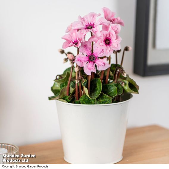 Cyclamen persicum 'Illusia'