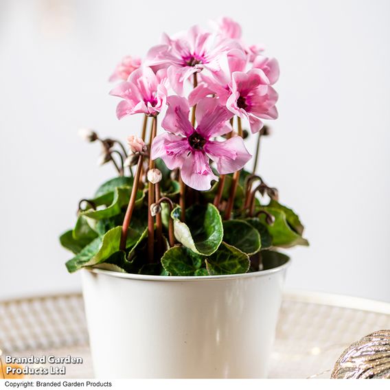 Cyclamen persicum 'Illusia'