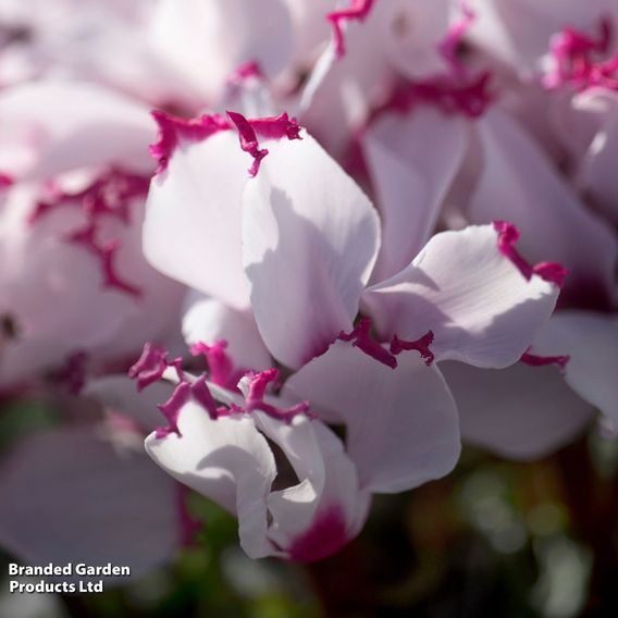 Cyclamen 'Absolu de Morel'