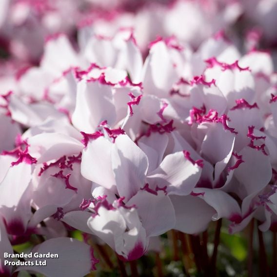 Cyclamen 'Absolu de Morel'