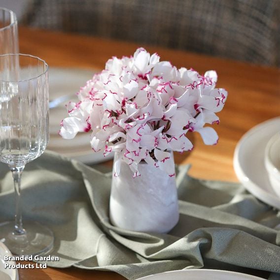 Cyclamen 'Absolu de Morel'
