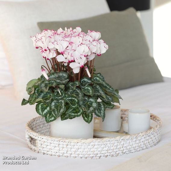 Cyclamen 'Absolu de Morel'