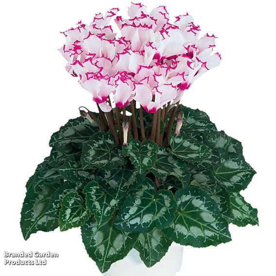 Cyclamen 'Absolu de Morel'