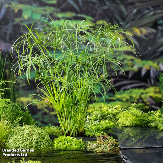 Cyperus alternifolius (Marginal Aquatic)