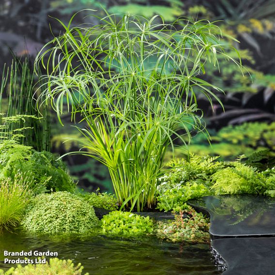 Cyperus alternifolius (Marginal Aquatic)