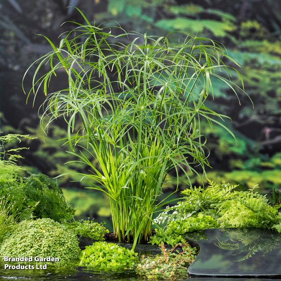 Cyperus alternifolius (Marginal Aquatic)