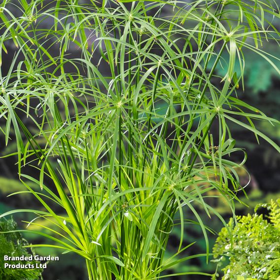 Cyperus alternifolius (Marginal Aquatic)