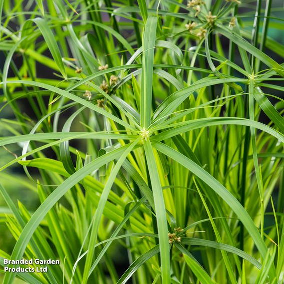 Cyperus alternifolius (Marginal Aquatic)