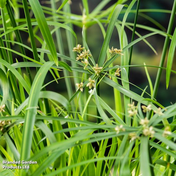 Cyperus alternifolius (Marginal Aquatic)