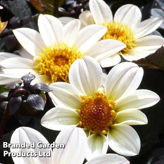 Dahlia 'Happy Days Cream'