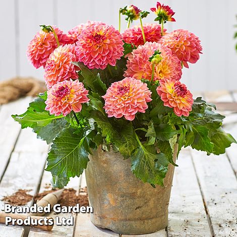 Dahlia 'Lubega Power Tropical Punch'