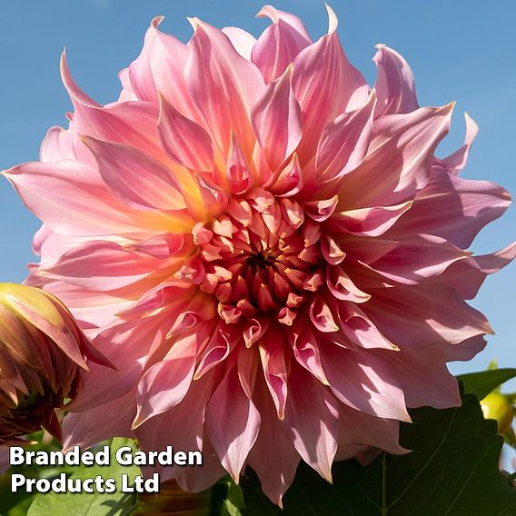 Dahlia 'Penhill Watermelon'