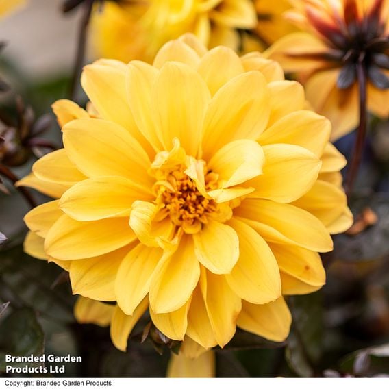 Dahlia coccinea 'Gardenetta Bright Yellow'