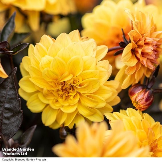 Dahlia coccinea 'Gardenetta Bright Yellow'
