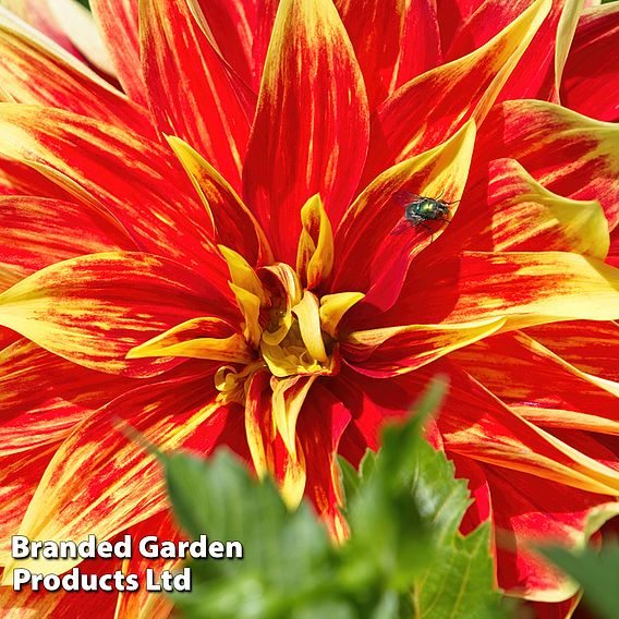 Dahlia 'Bodacious'