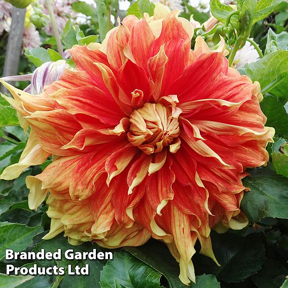 Dahlia 'Bodacious'