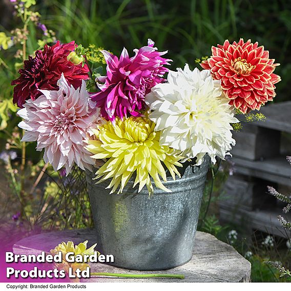 Dahlia 'Dinnerplate Collection'