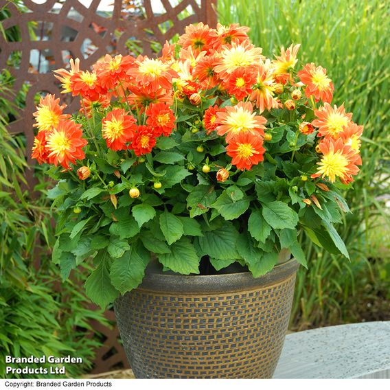 Dahlia 'Dahlina Maxi Fireball'
