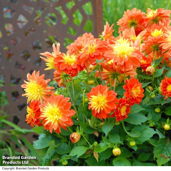 Dahlia 'Dahlina Maxi Fireball'