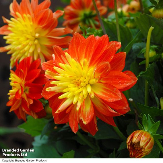 Dahlia 'Dahlina Maxi Fireball'