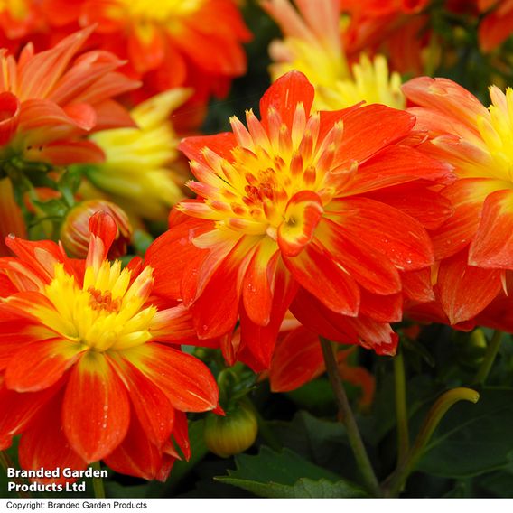 Dahlia 'Dahlina Maxi Fireball'