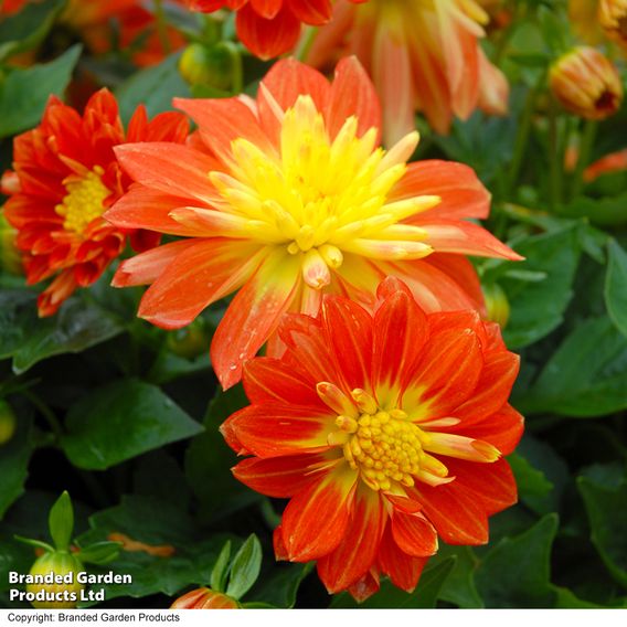Dahlia 'Dahlina Maxi Fireball'