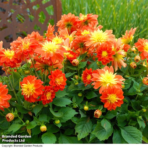 Dahlia 'Dahlina Maxi Fireball'