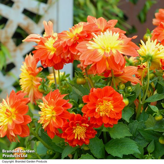 Dahlia 'Dahlina Maxi Fireball'
