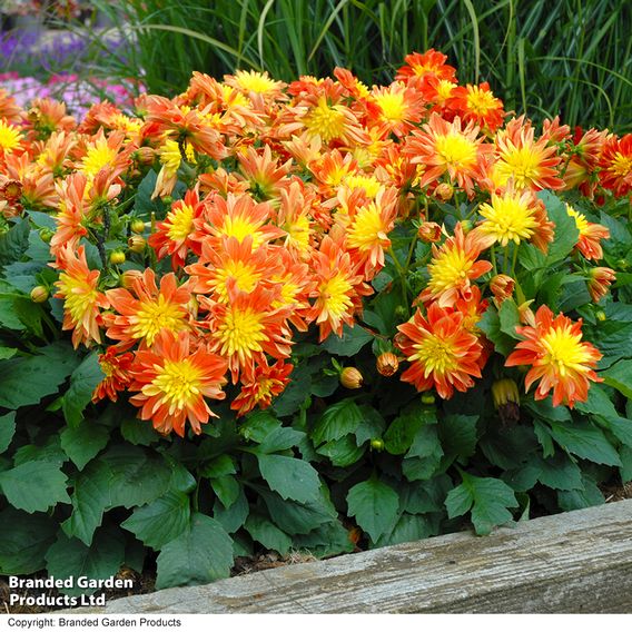 Dahlia 'Dahlina Maxi Fireball'