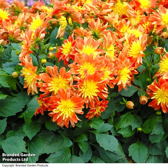 Dahlia 'Dahlina Maxi Fireball'