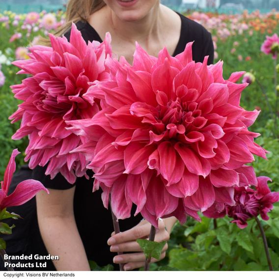 Dahlia 'Emory Paul'