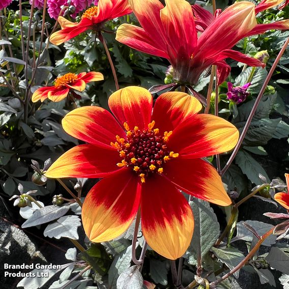 Dahlia 'Happy Days Red'