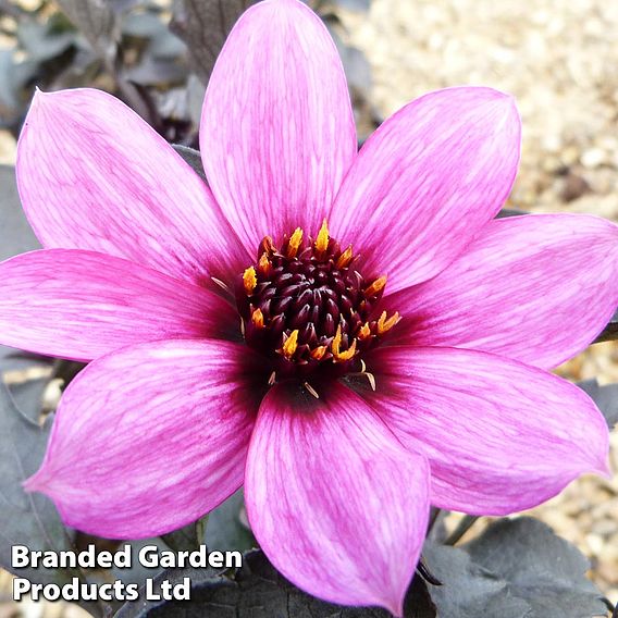 Dahlia 'Happy Days Purple'