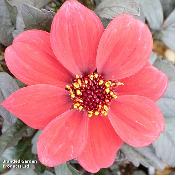 Dahlia 'Happy Days Red'